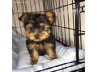 Yorkshire Terrier Puppy for sale in Sublette, KS, USA