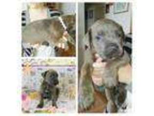 Cane Corso Puppy for sale in ELIZABETH, CO, USA