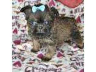Brussels Griffon Puppy for sale in Tampa, FL, USA