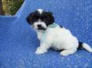 Shorkie Tzu Puppy for sale in Whittier, CA, USA