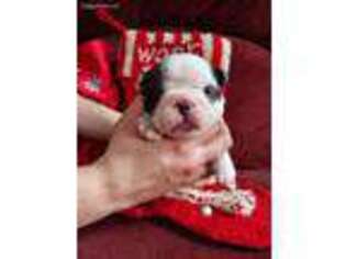 French Bulldog Puppy for sale in Croswell, MI, USA