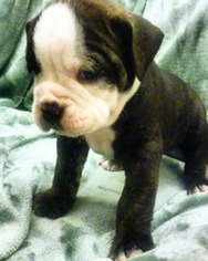 Bulldog Puppy for sale in Yelm, WA, USA