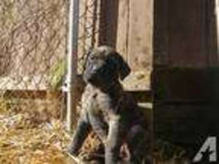 Mastiff Puppy for sale in PATASKALA, OH, USA