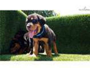 Rottweiler Puppy for sale in San Diego, CA, USA