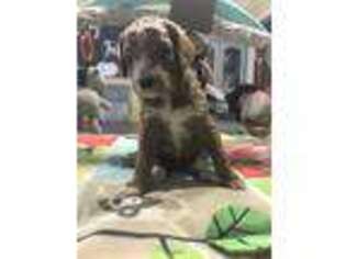 Mutt Puppy for sale in Deatsville, AL, USA