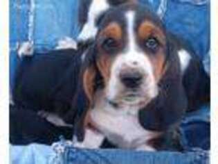 Basset Hound Puppy for sale in Quincy, MO, USA