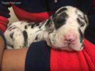 Great Dane Puppy for sale in Baltimore, MD, USA
