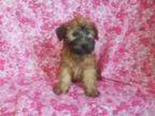 Soft Coated Wheaten Terrier Puppy for sale in North Collins, NY, USA