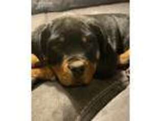 Rottweiler Puppy for sale in Mountain Home, ID, USA