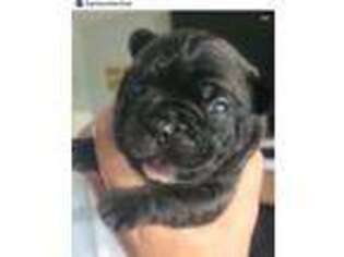 French Bulldog Puppy for sale in Andover, MA, USA