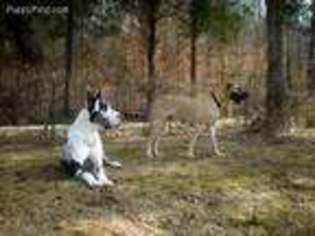 Great Dane Puppy for sale in Danville, KY, USA