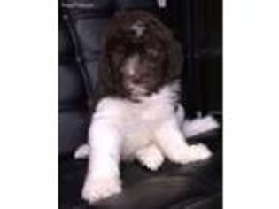 Newfoundland Puppy for sale in Williamstown, KY, USA