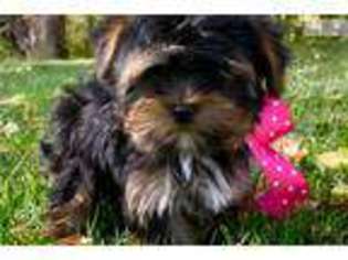 Yorkshire Terrier Puppy for sale in Logan, UT, USA
