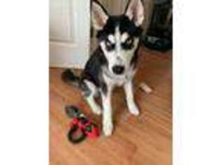 Siberian Husky Puppy for sale in Central Islip, NY, USA