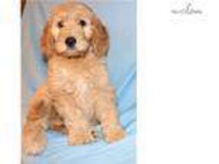 Goldendoodle Puppy for sale in Greensboro, NC, USA