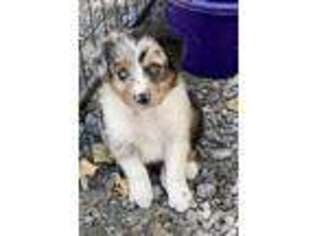 Australian Shepherd Puppy for sale in Lake Orion, MI, USA