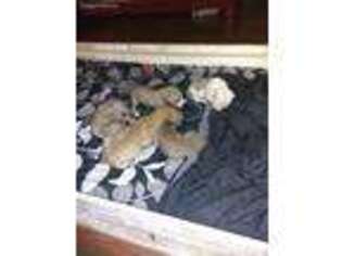 Great Dane Puppy for sale in Malvern, AR, USA
