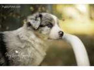 Australian Shepherd Puppy for sale in Pomona, MO, USA
