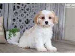 Cavachon Puppy for sale in Columbus, OH, USA