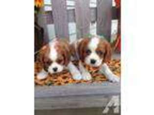 Cavalier King Charles Spaniel Puppy for sale in MINERVA, OH, USA