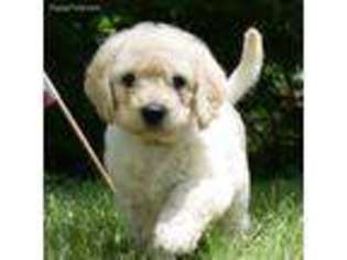 Labradoodle Puppy for sale in Wabash, IN, USA