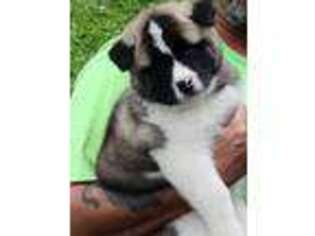 Akita Puppy for sale in Winterville Plt, ME, USA
