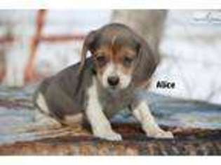 Beagle Puppy for sale in Jackson, TN, USA