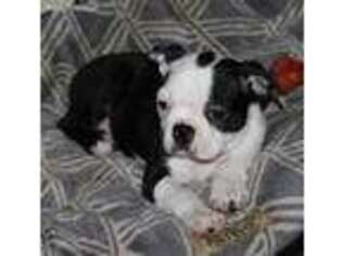 Boston Terrier Puppy for sale in Olympia, WA, USA