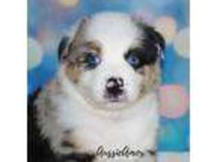 Miniature Australian Shepherd Puppy for sale in Pinehurst, TX, USA