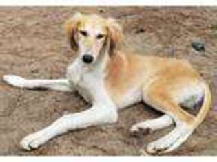 Saluki Puppy for sale in Tallahassee, FL, USA
