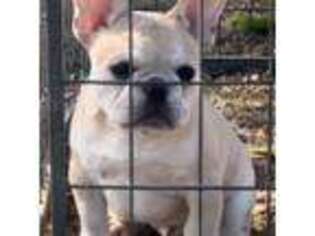 French Bulldog Puppy for sale in Timmonsville, SC, USA