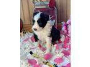 Mutt Puppy for sale in Leo, IN, USA