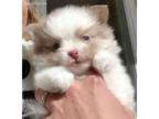 Pomeranian Puppy for sale in Middletown, NJ, USA