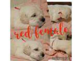 Golden Retriever Puppy for sale in Mendenhall, MS, USA