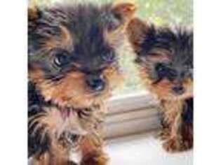 Yorkshire Terrier Puppy for sale in Saylorsburg, PA, USA