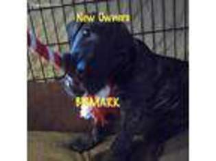 Great Dane Puppy for sale in Sedalia, CO, USA