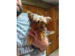 Yorkshire Terrier Puppy for sale in Wilmer, AL, USA