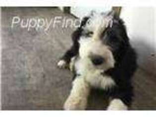 Old English Sheepdog Puppy for sale in Augusta, MT, USA