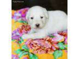 Labradoodle Puppy for sale in Calhoun, GA, USA