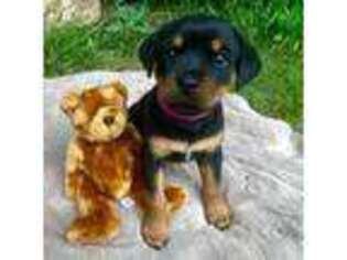 Rottweiler Puppy for sale in Massillon, OH, USA