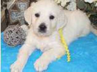 Mutt Puppy for sale in Rowley, IA, USA
