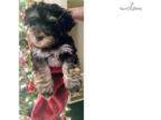Havanese Puppy for sale in Anderson, IN, USA