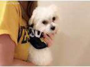 Maltese Puppy for sale in Morgantown, WV, USA