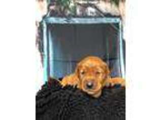 Golden Retriever Puppy for sale in Maryville, TN, USA