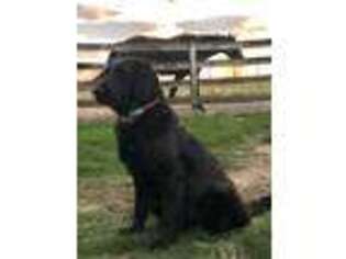 Flat Coated Retriever Puppy for sale in Converse, IN, USA