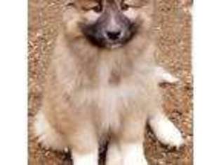 Native American Indian Dog Puppy for sale in Harmony, ME, USA
