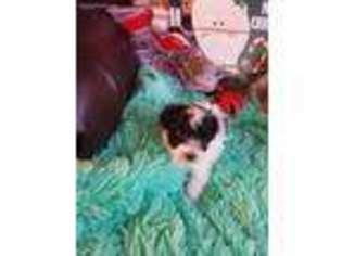 Mutt Puppy for sale in Yantis, TX, USA