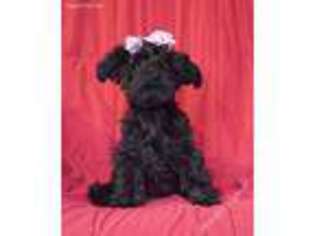 Mutt Puppy for sale in West Milford, NJ, USA