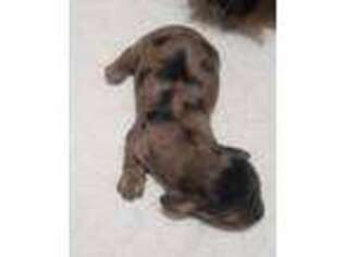 Dachshund Puppy for sale in Ogallala, NE, USA