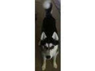 Siberian Husky Puppy for sale in Edgewood, MD, USA
